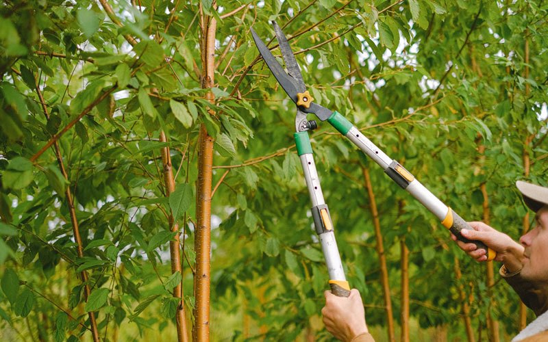 Tree trimming in Bonanza, OR